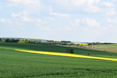 Sarı tecavüz tarlasına sahip manzara