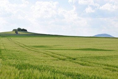 Arkaplanda mavi gökyüzü olan yeşil alan