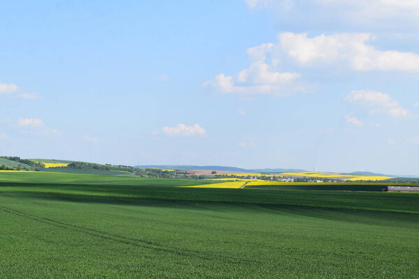 field of green grass in summer