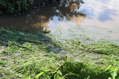 Suyun altında otlaklarla dolu bir sel.