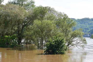 Çamurlu seldeki ağaçlar