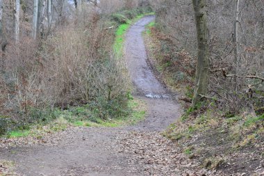 Ormandan geçen bir yol.