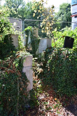 Bir harabe üzerinde büyüyen bitkiler