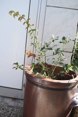 Sonbahar yapraklı saksı böğürtlen çalısı