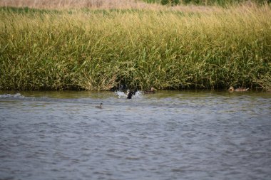 Suda yüzen bir kuş sürüsü. Bir ördek uçmaya başlıyor.