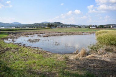 Eifel 'de bir bataklık gölü