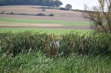 edge of the reed area of a swamp