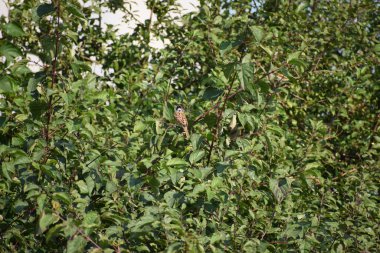 Ağaçtaki kuşlar, serçeler