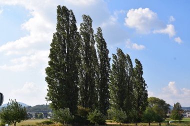 Bir satır servi ağaçlarının