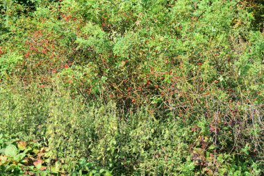 Bahçesinde kırmızı böğürtlen olan yabani çalılar