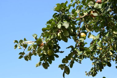 Bahçedeki ağaçta olgun elmalar
