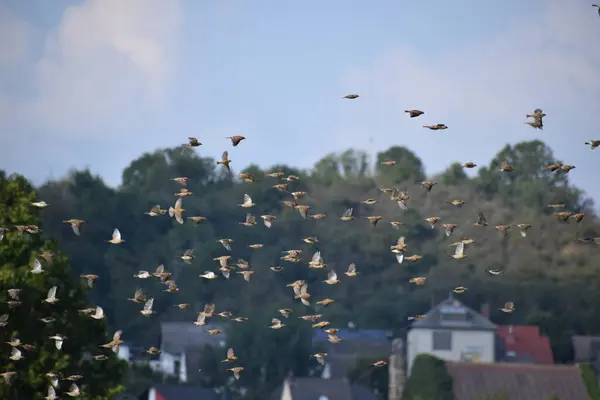 flock of birds flying in the sky, sparrows