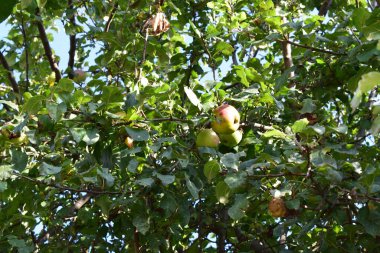 Bahçedeki bir ağaçtaki elma