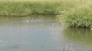 Gölde bir martı sürüsü