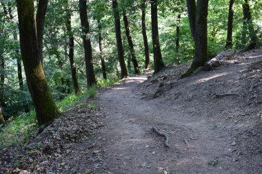 Ormanda bir patika.