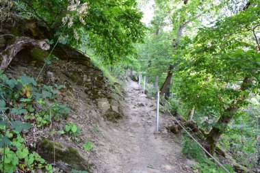 Yaz ormanında dağ yolu