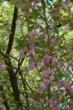 Bahçedeki güzel çiçekler