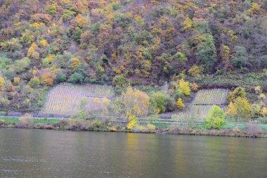 Mosel Nehri Vadisi 'nde sonbahar