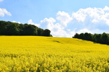 sarı çiçekler ve tarla