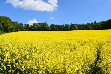 Baharda sarı tecavüz tarlası