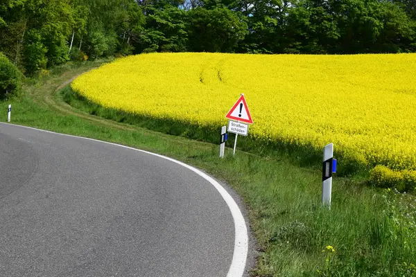 Sarı tecavüz tarlaları, yolu olan kırsal bölgeler.