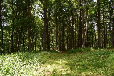 Yeşil orman ve güneş ışığında ağaçlar