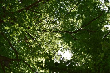 Ağaç dalları, bitki örtüsü.