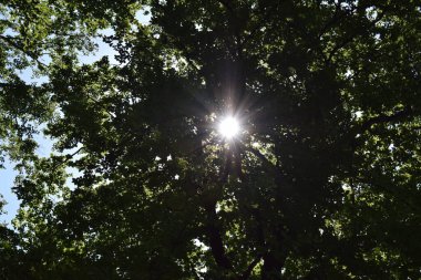 Ormandaki ağaç dalları