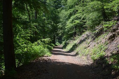 Ormandaki toprak yol