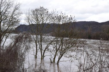 Suyun derinliklerinde ağaçlarla Ren nehri seli