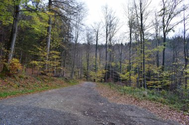 beautiful autumn landscape with trees and forest clipart