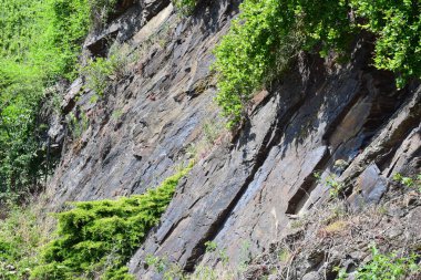 Bazı bitkilerle uçurum