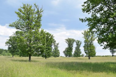 Parktaki güzel ağaçlar