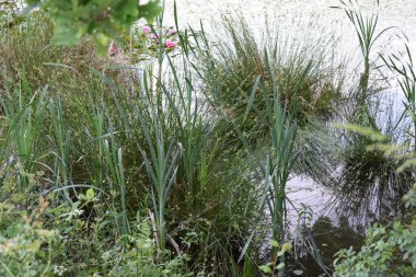 a beautiful view of green pond with grass and plants in the park clipart