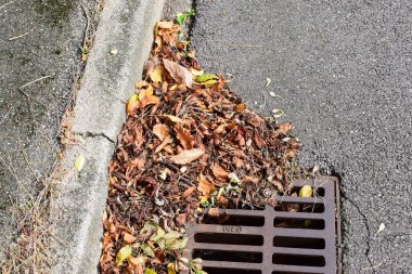 Kanalizasyona düşen yapraklar