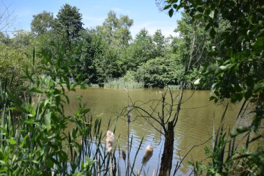 Ormandaki nehrin güzel manzarası
