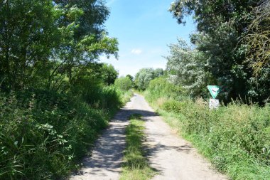 Yeşil çimenler arasında yol