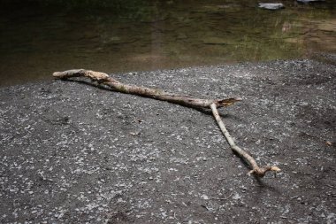 driftwood at a small river clipart