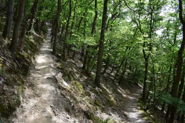 Ormanda dik yürüyüş yolu