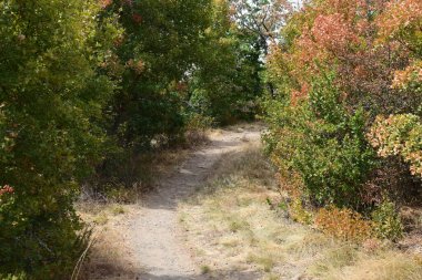 Yol boyunca güzel sonbahar ağaçları