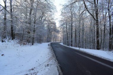 Karda kış ormanı yolu. Kış manzarası