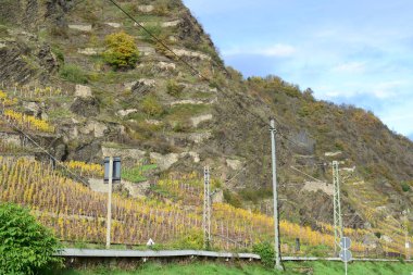 Üzüm bağlarında sonbahar