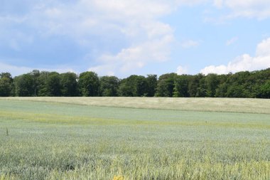 Mavi gökyüzü ve bulutları olan güzel bir arazi.