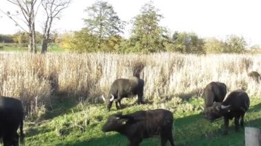 Bataklıkta bufalo sürüsü