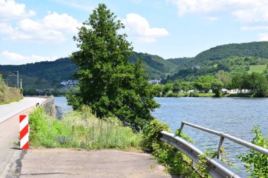 Büyük bir ağacı olan Mosel Vadisi
