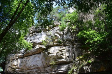 Ormanın güzel manzarası