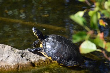 Suda taş üstünde kaplumbağa.
