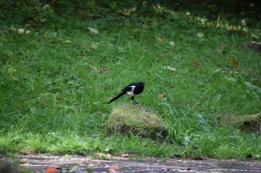 Bir saksağan taşın üstünde yemek kırıyor.