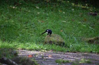 Bir saksağan taşın üstünde yemek kırıyor.