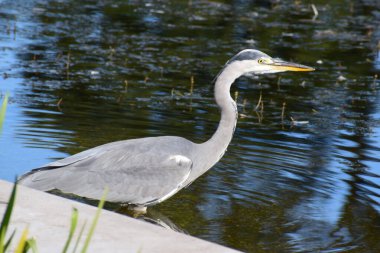 büyük balıkçıl (ardea alba )